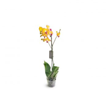 Orchid